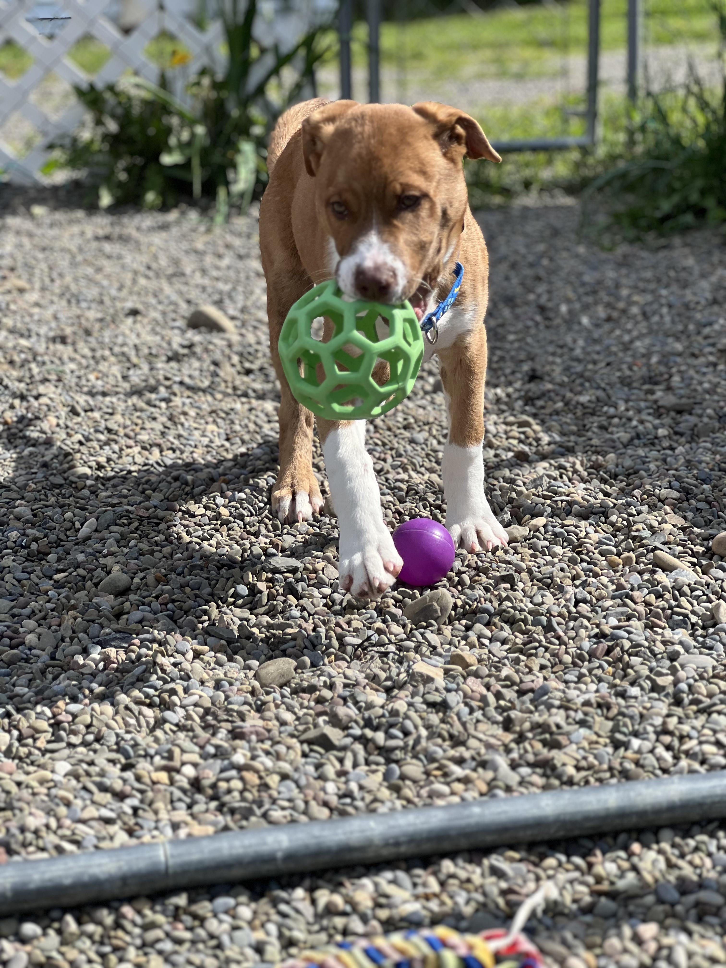 Oliver, a ADOPTABLE mixed breed in Elmira, NY image 1/3