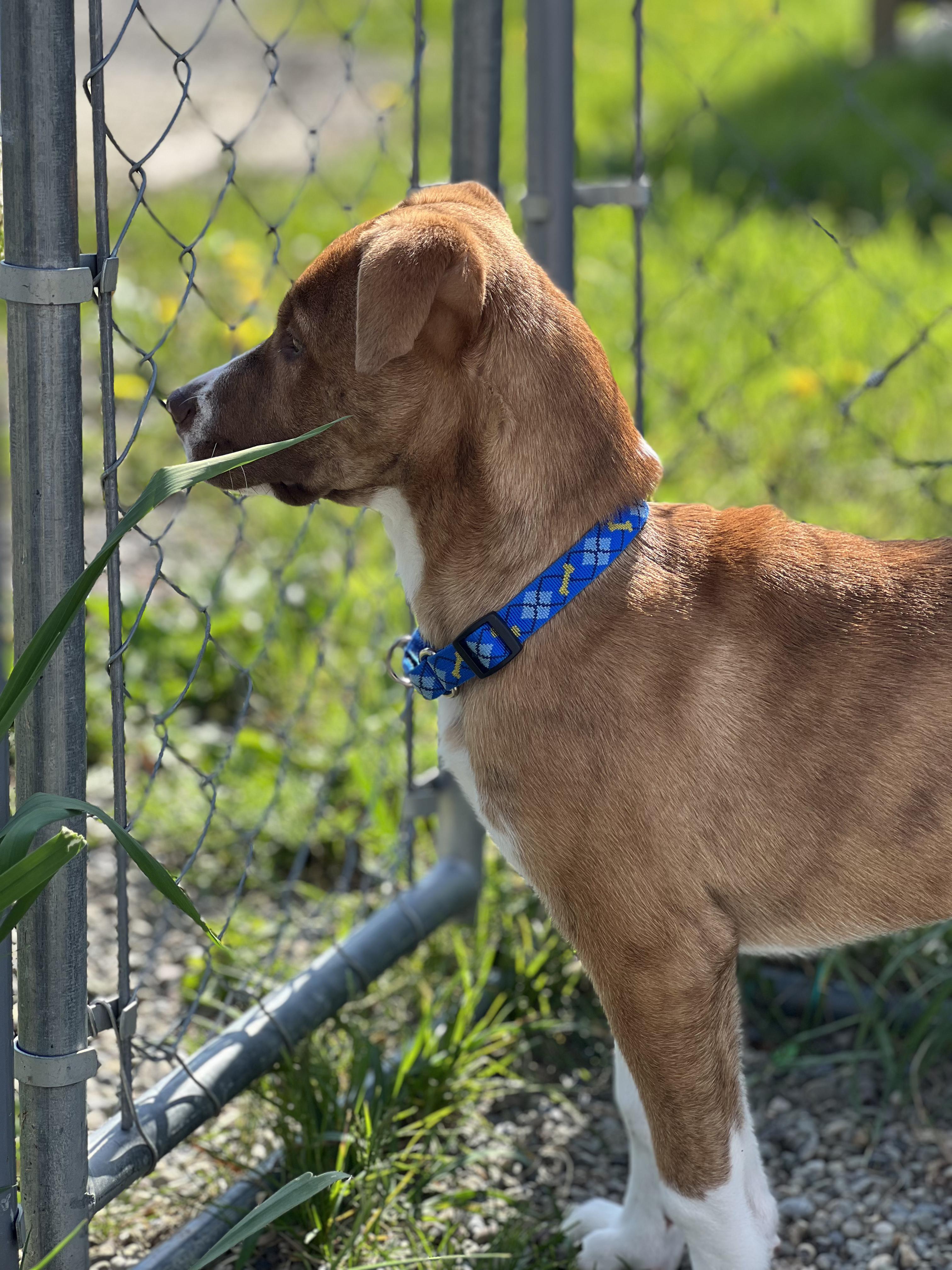 Oliver, a ADOPTABLE mixed breed in Elmira, NY image 2/3