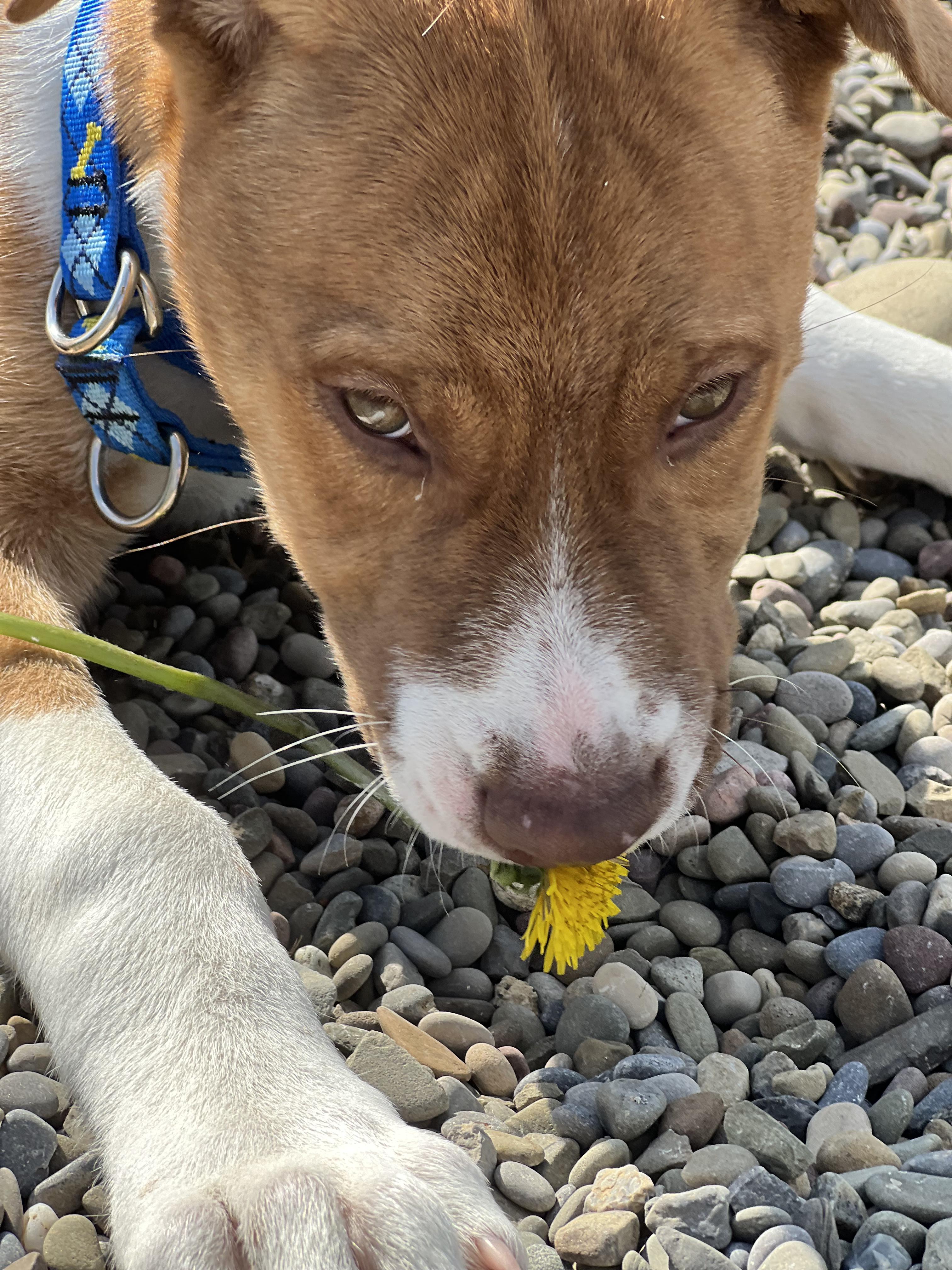 Oliver, a ADOPTABLE mixed breed in Elmira, NY image 3/3