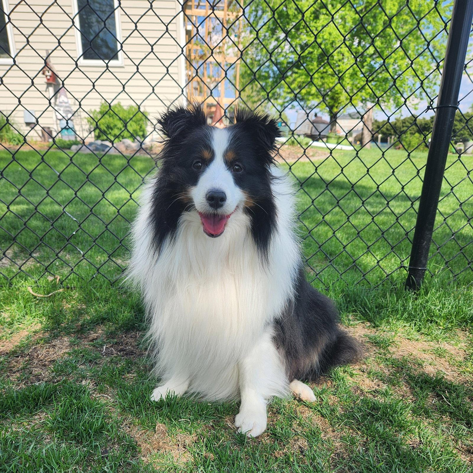 Enlarge Stark, a Adoptable Shetland Sheepdog / Sheltie in Fargo, ND image 2/2