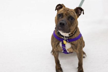 Xena, Adoptable, Adult Female Pit Bull Terrier & Mixed Breed.