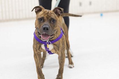 Enlarge Xena, a Adoptable mixed breed in Golden Valley, MN image 2/3