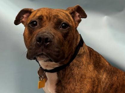 Enlarge Xena, a Adoptable mixed breed in Golden Valley, MN image 3/3