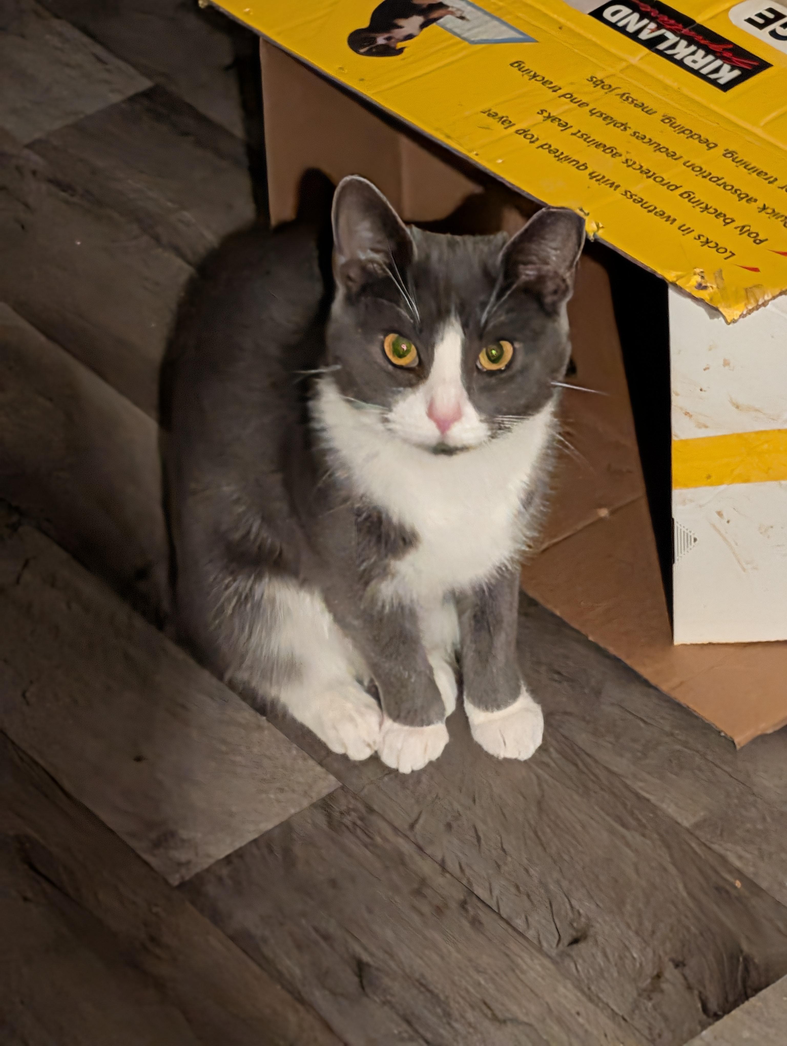 Enlarge Kiwi, a Adoptable mixed breed in Toledo, OH image 3/3
