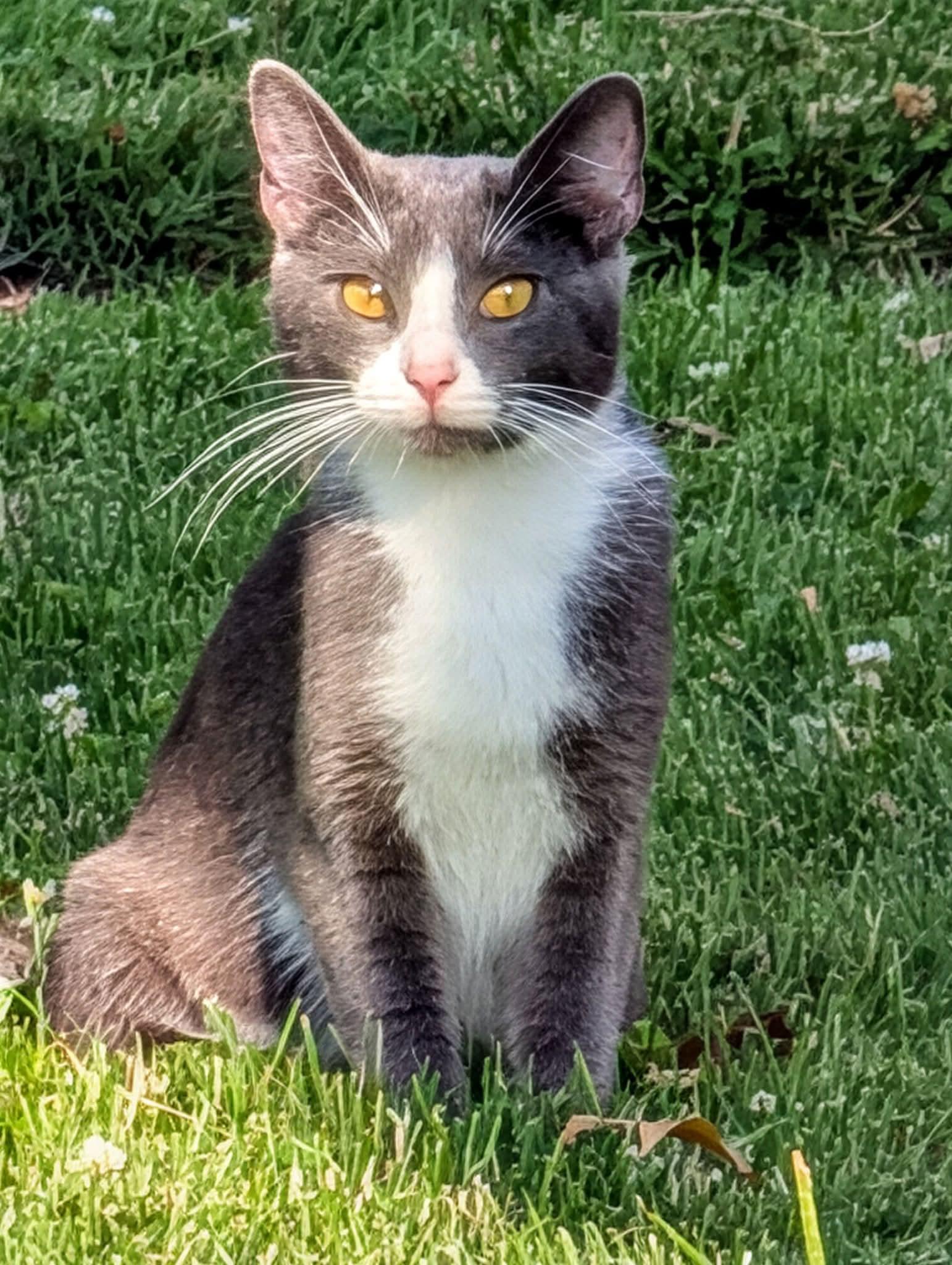 Kiwi, Adoptable, Young Female Domestic Short Hair.