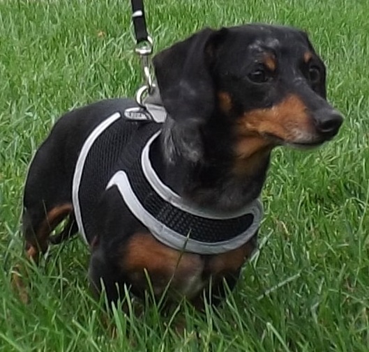 Oscar, a Adoptable Dachshund in Lebanon, OH image 1/6