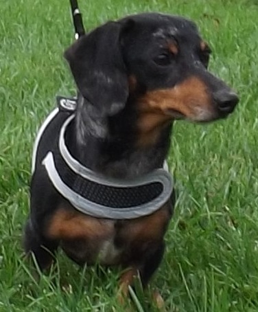 Oscar, a Adoptable Dachshund in Lebanon, OH image 2/6