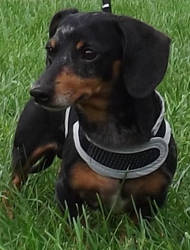 Oscar, a Adoptable Dachshund in Lebanon, OH image 3/6