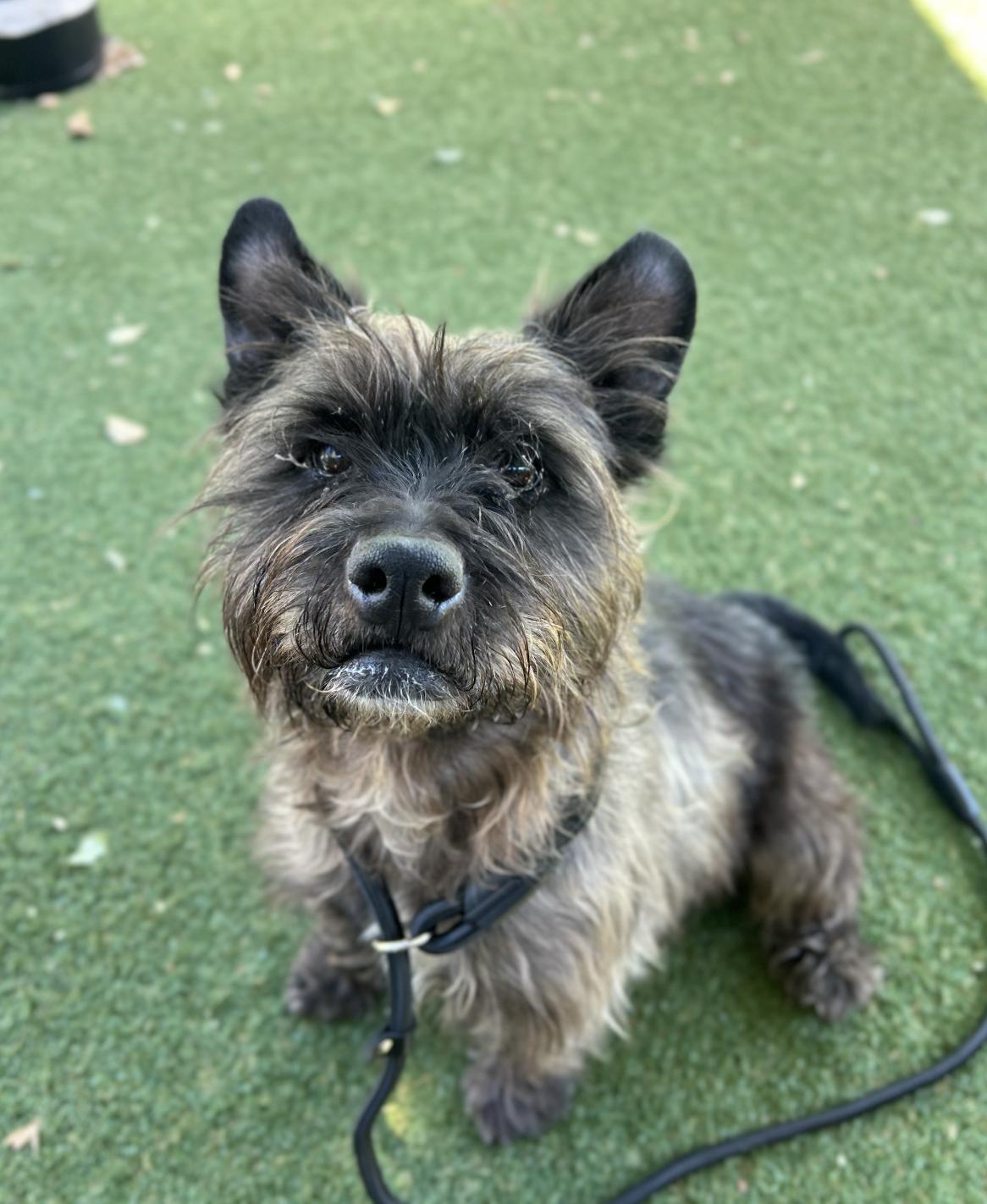 Harlie, an adopted mixed breed in Davis, CA image 3/6