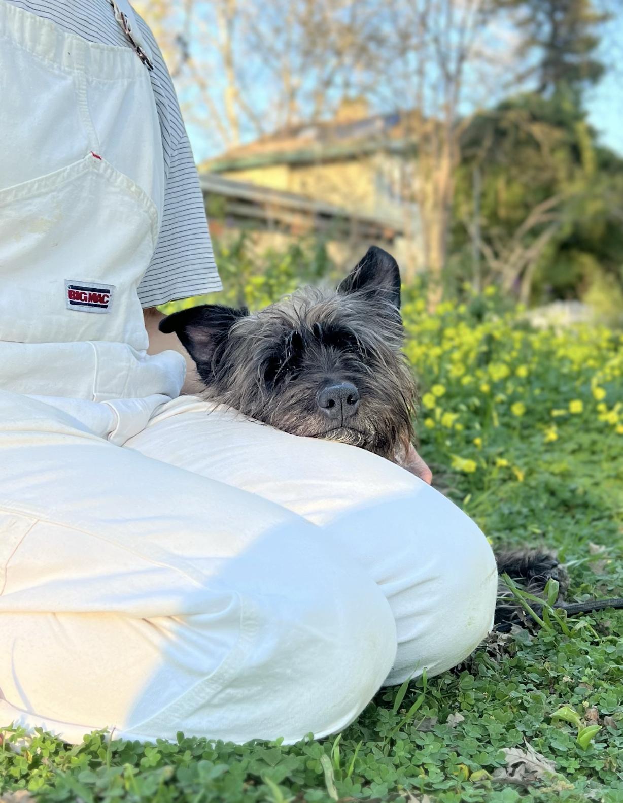 Harlie, an adopted mixed breed in Davis, CA image 6/6