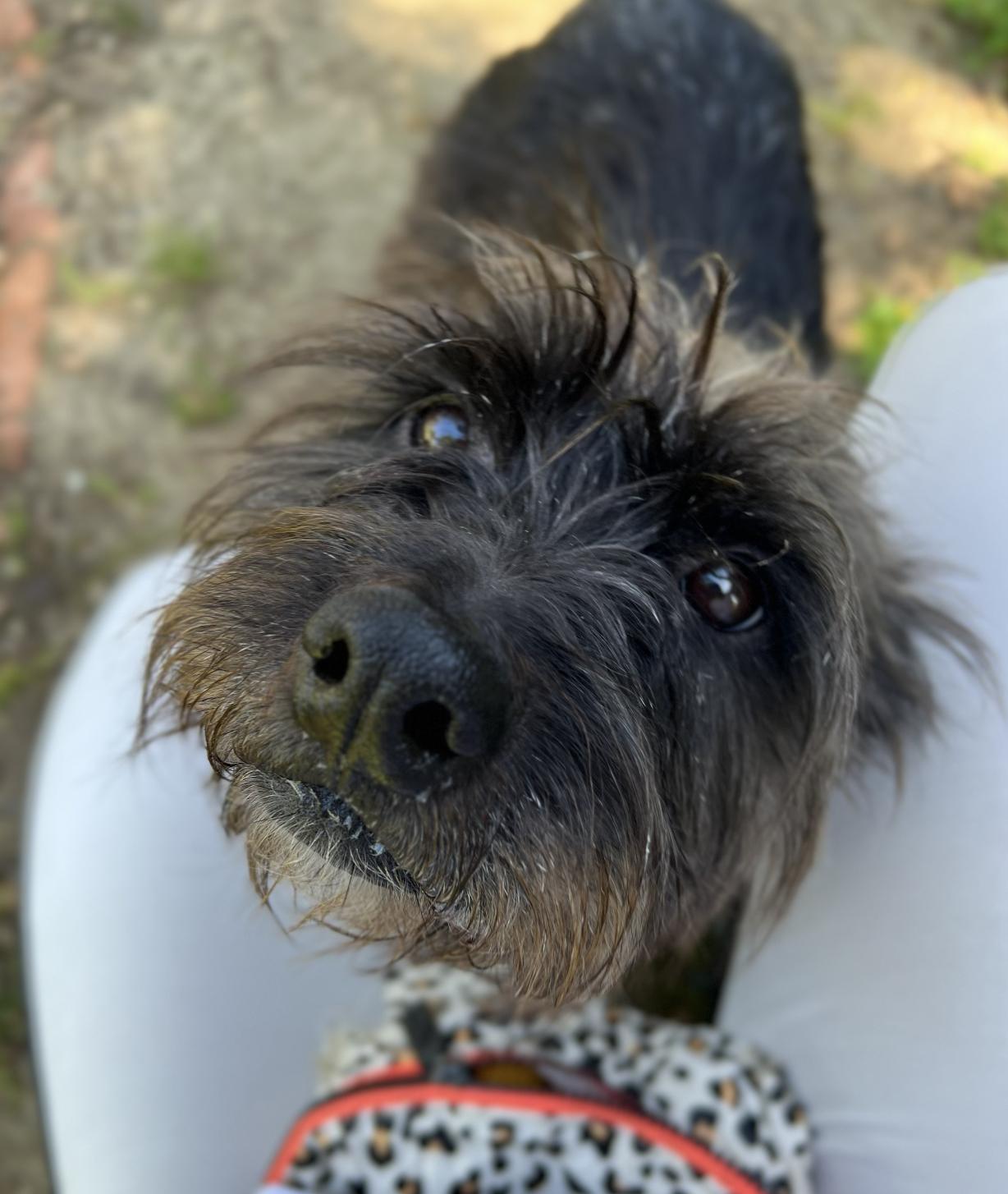 Harlie, an adopted mixed breed in Davis, CA image 5/6