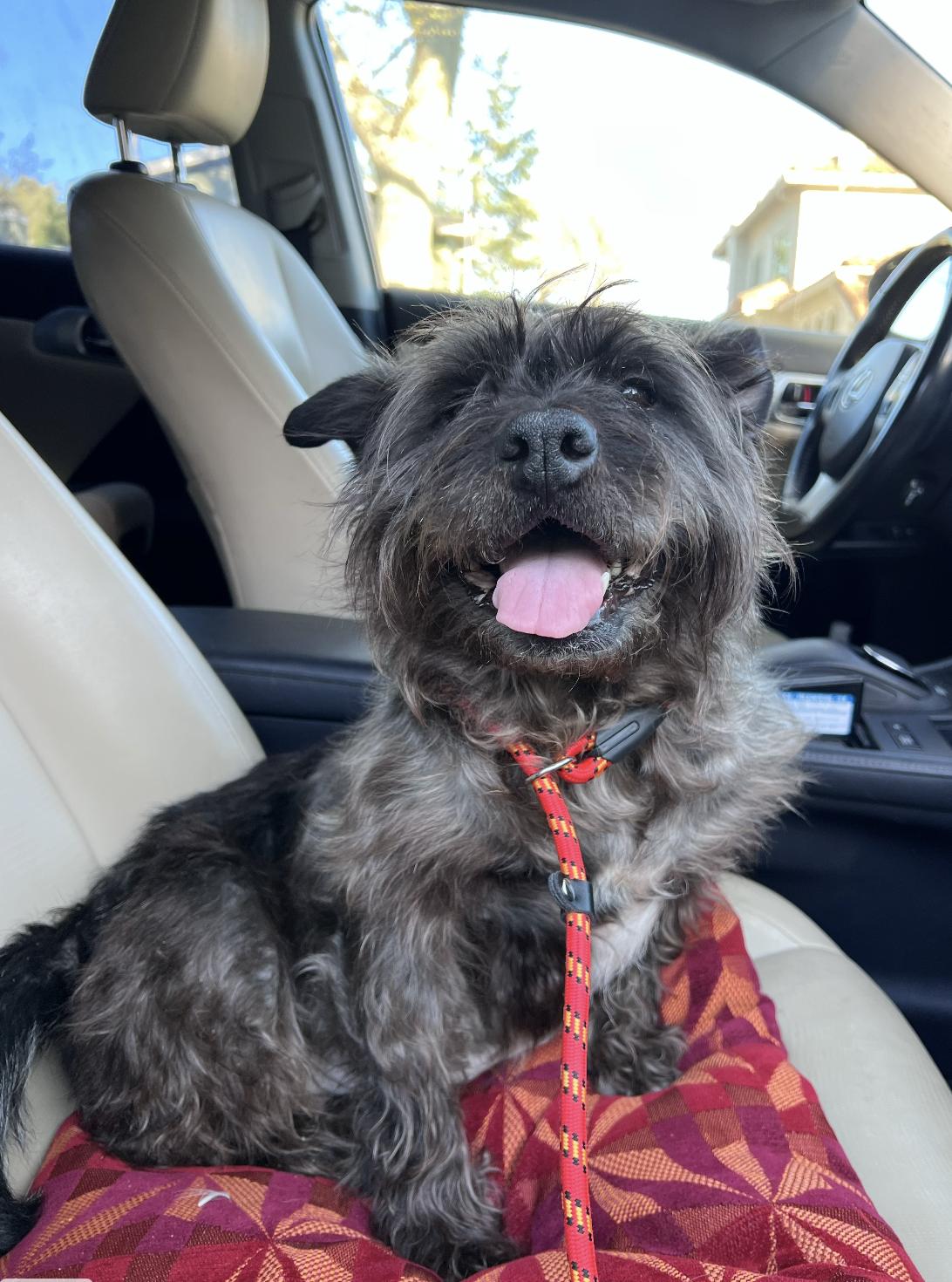 Harlie, an adopted mixed breed in Davis, CA image 2/6