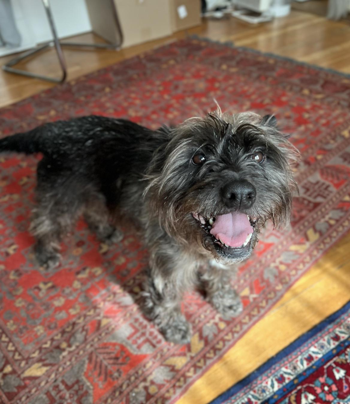 Harlie, an adopted mixed breed in Davis, CA image 4/6