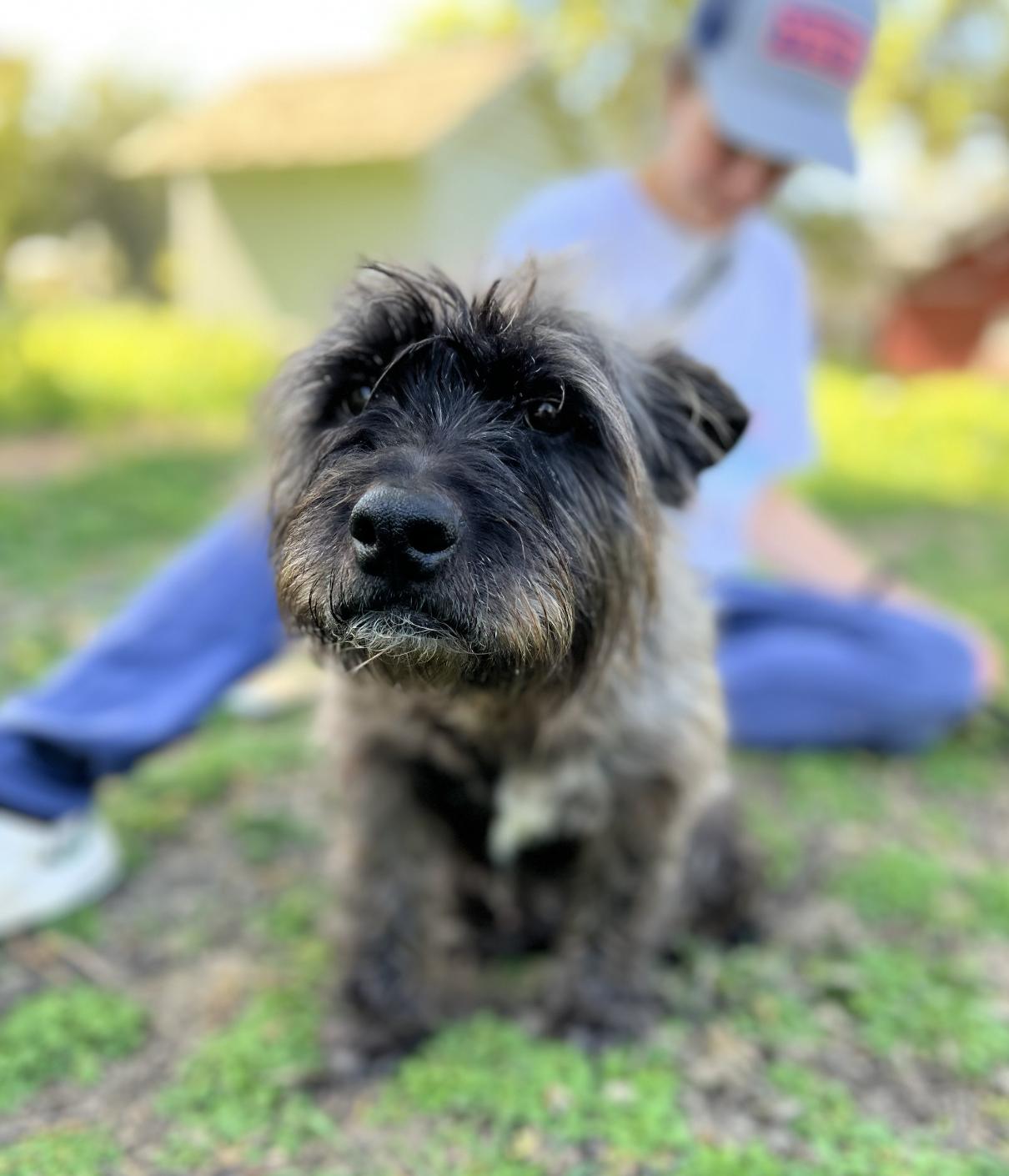 Harlie, an adopted mixed breed in Davis, CA image 1/6