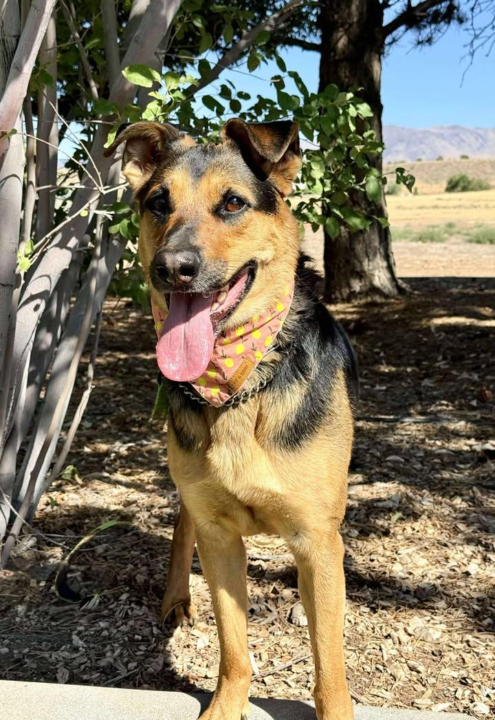 Sora, Adoptable, Adult Female German Shepherd Dog.