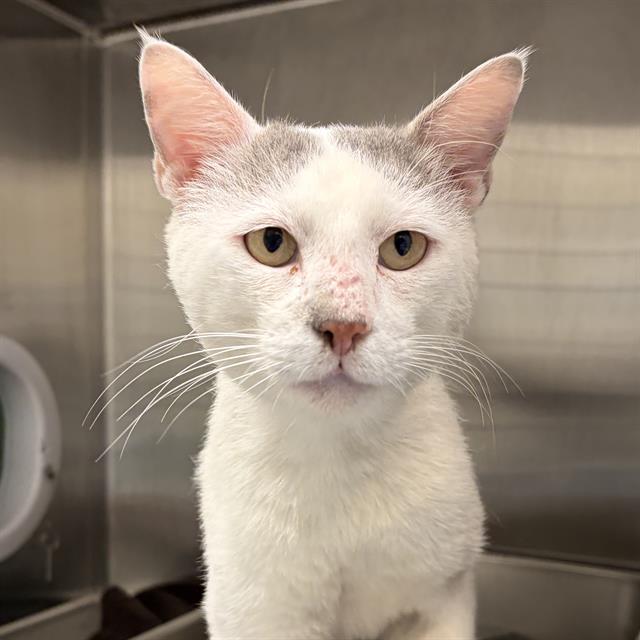 Enlarge SHERLOCK, a Adoptable Domestic Short Hair in Centerville, MA image 1/1