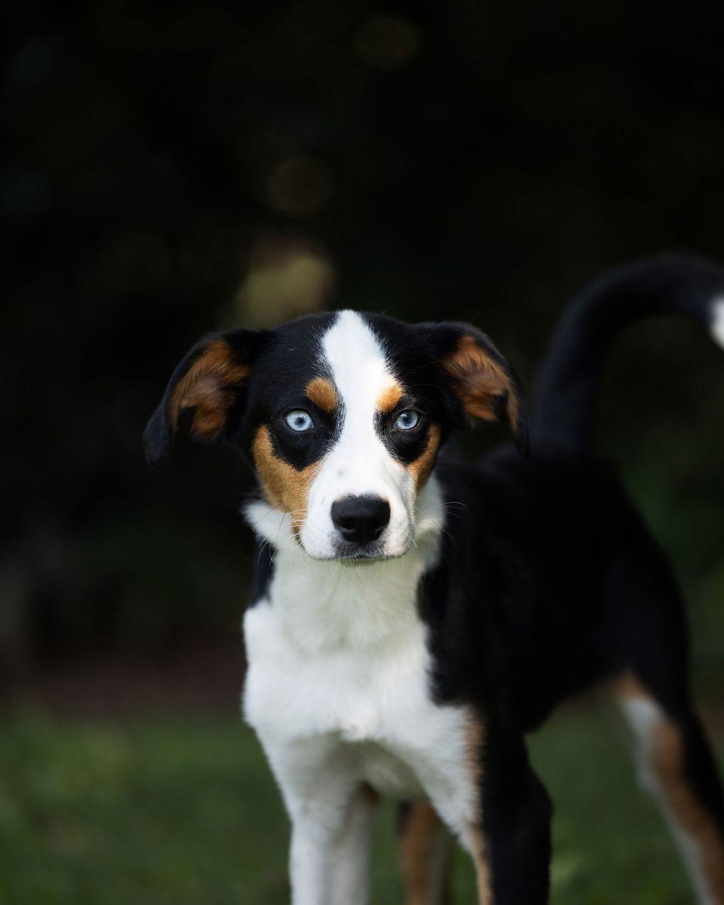 Enlarge Dodger, a Adoptable mixed breed in Decatur, GA image 1/3