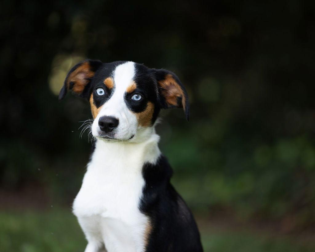 Enlarge Dodger, a Adoptable mixed breed in Decatur, GA image 2/3