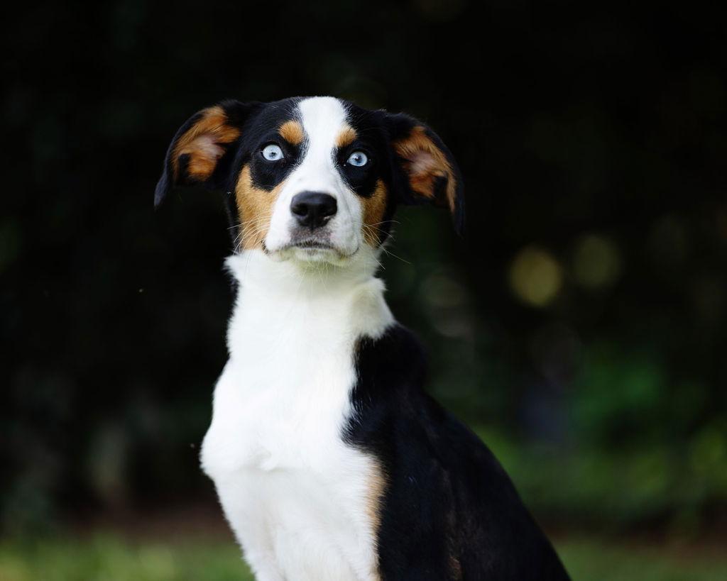 Enlarge Dodger, a Adoptable mixed breed in Decatur, GA image 3/3