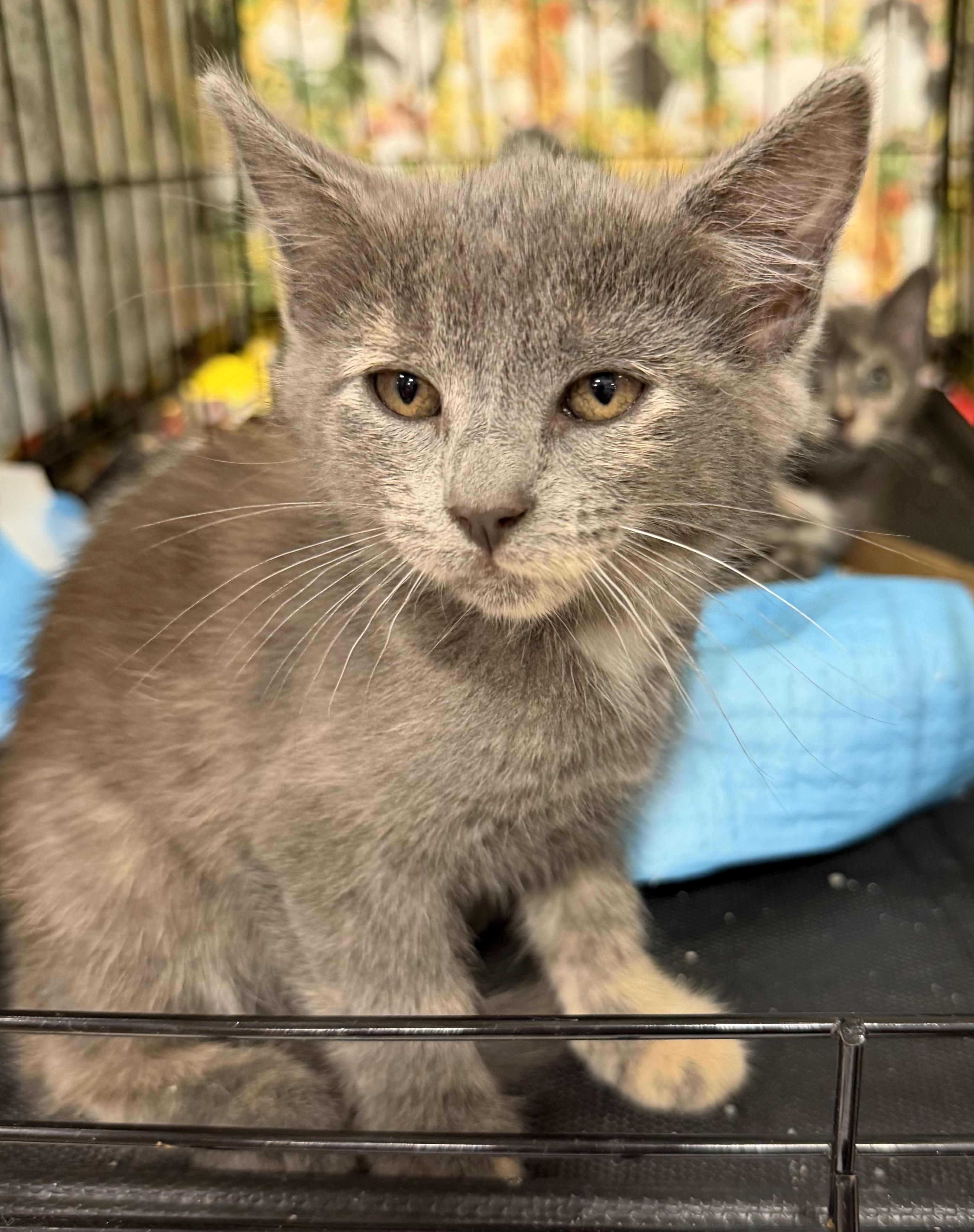 Luna, Adoptable, Kitten Female Dilute Tortoiseshell.