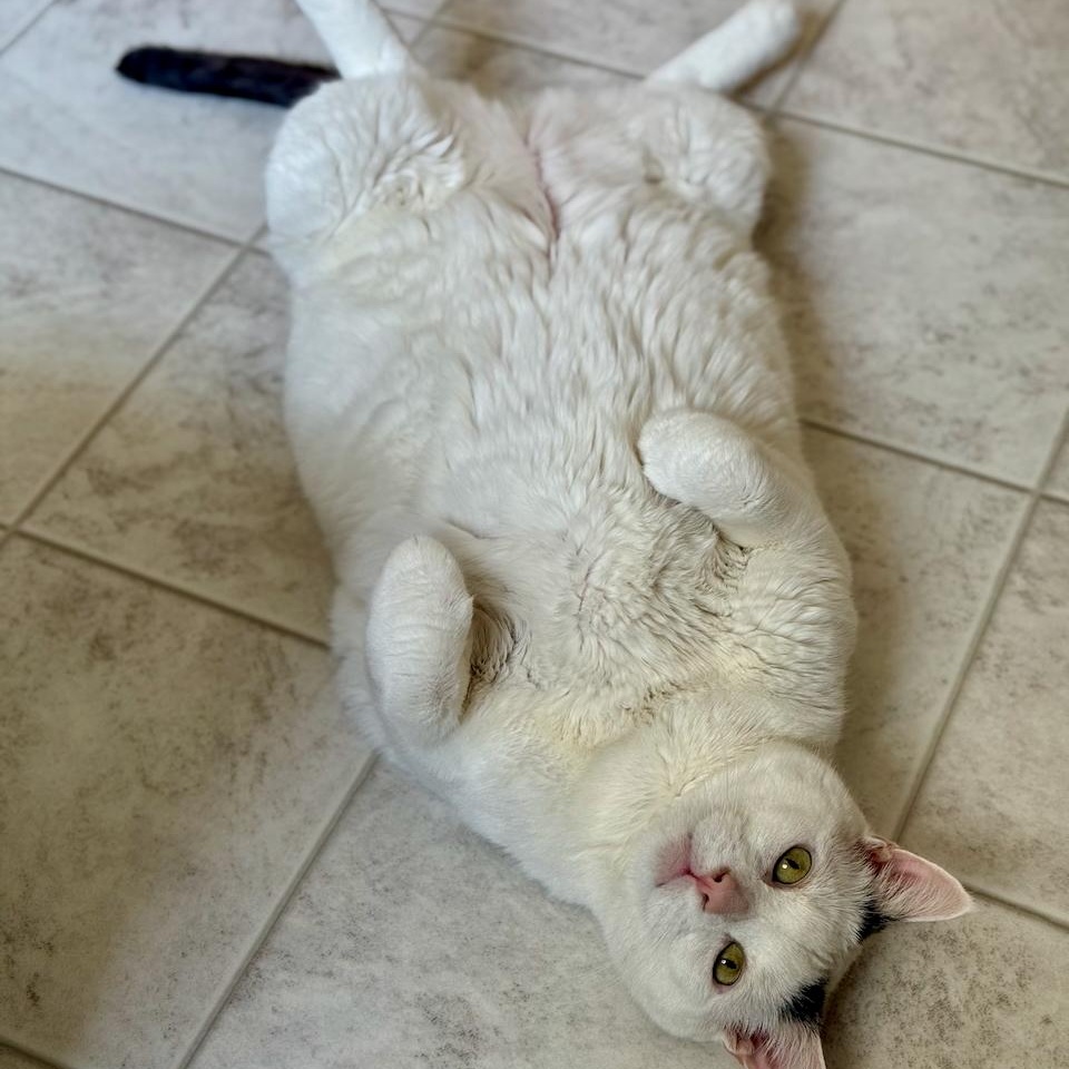 Enlarge Snoopy, a Adoptable Domestic Short Hair in East Brunswick, NJ image 2/6