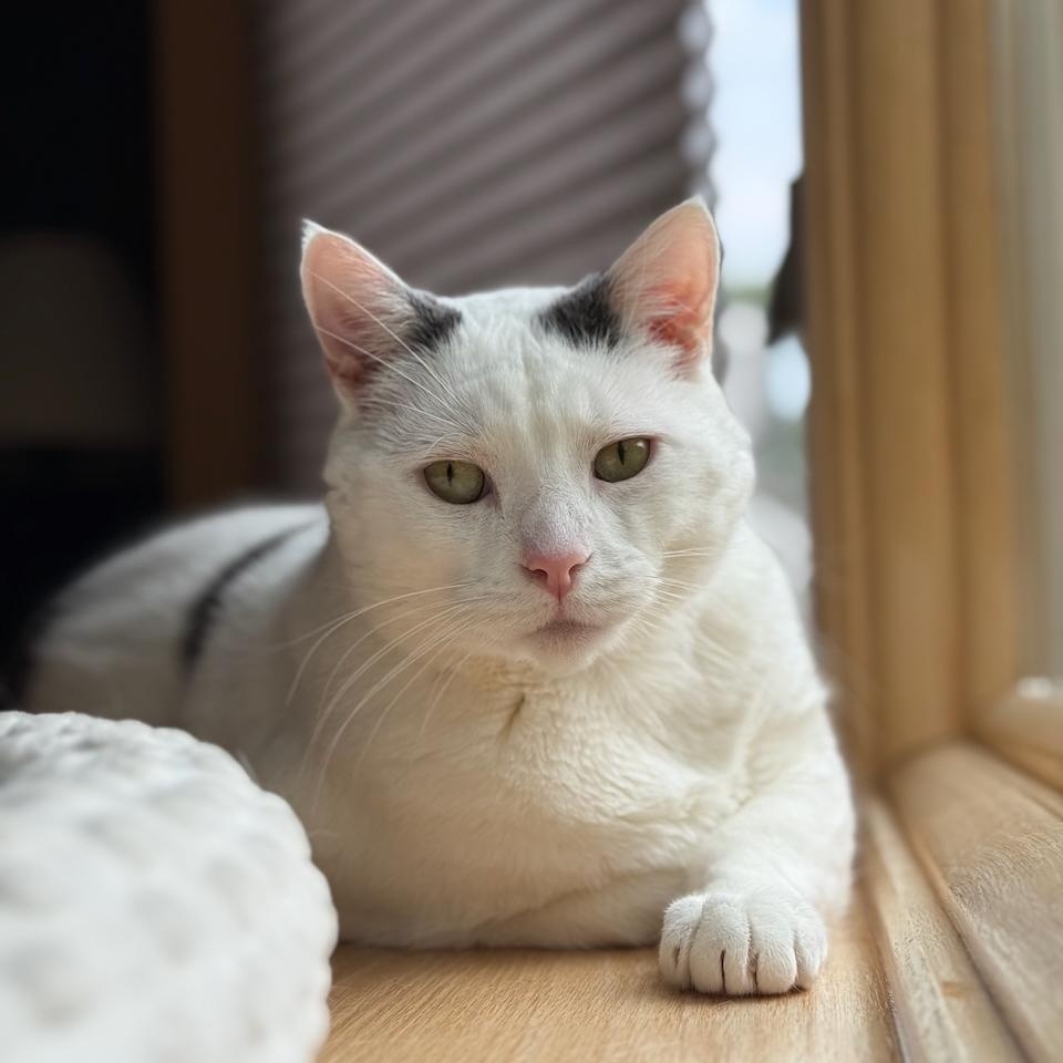 Snoopy, Adoptable, Adult Male Domestic Short Hair.