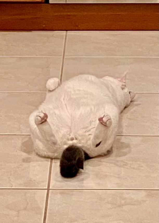 Enlarge Snoopy, a Adoptable Domestic Short Hair in East Brunswick, NJ image 3/6