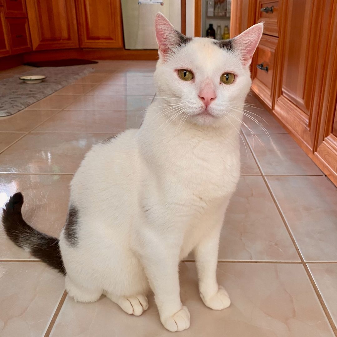 Enlarge Snoopy, a Adoptable Domestic Short Hair in East Brunswick, NJ image 4/6