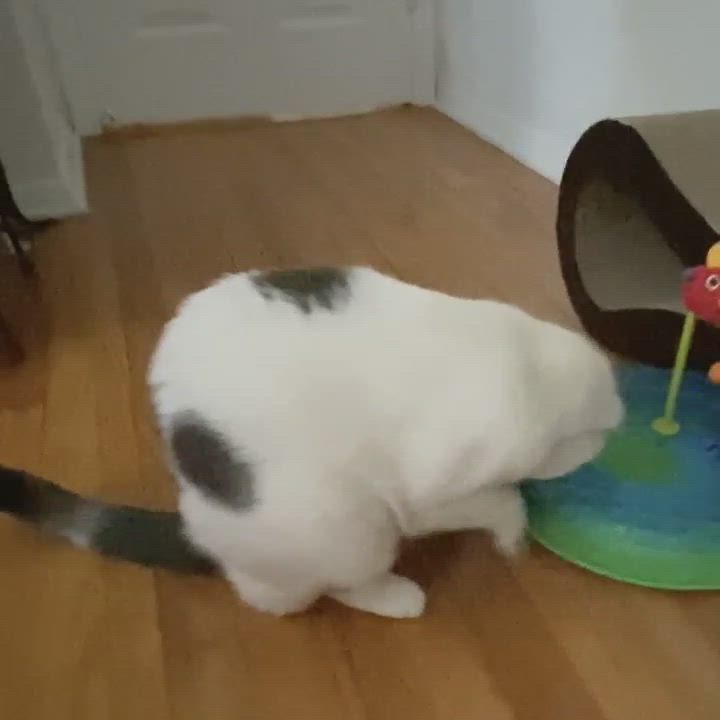 Enlarge Snoopy, a Adoptable Domestic Short Hair in East Brunswick, NJ video 6/6