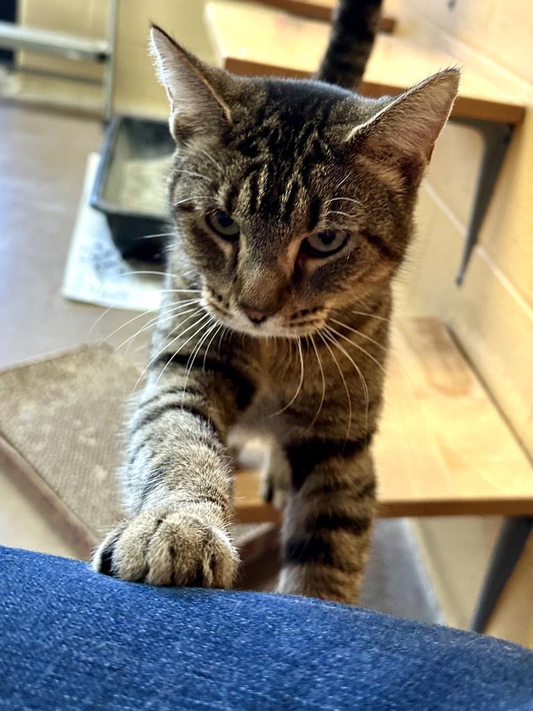 Rose Madder thumbnail 2