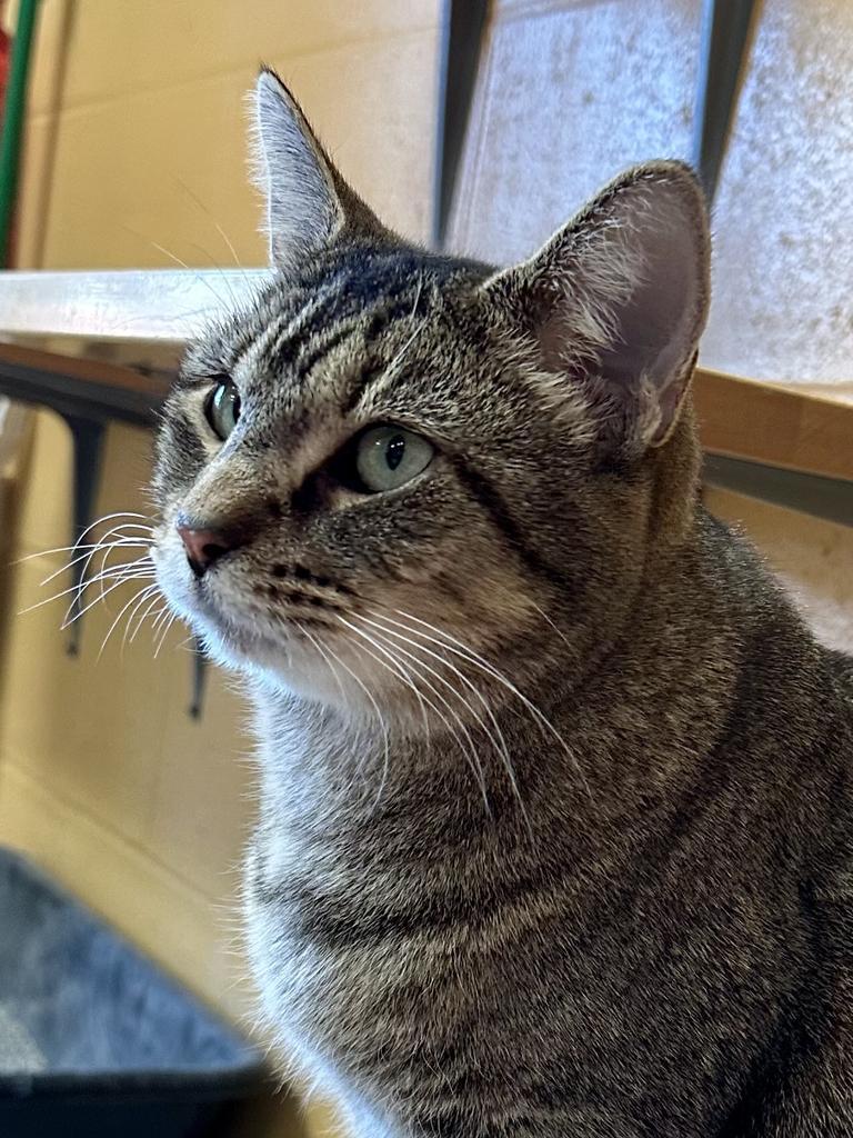 Rose Madder thumbnail 3