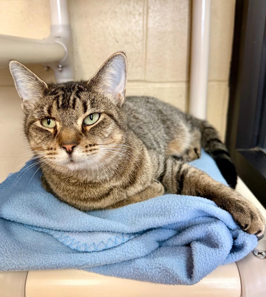 Rose Madder thumbnail 4