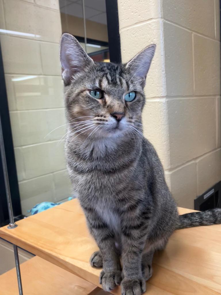 Rose Madder thumbnail 5