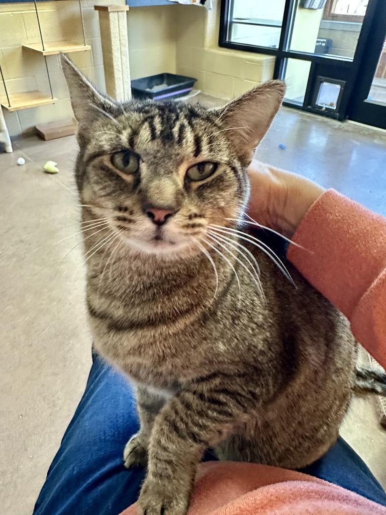 Rose Madder thumbnail 6