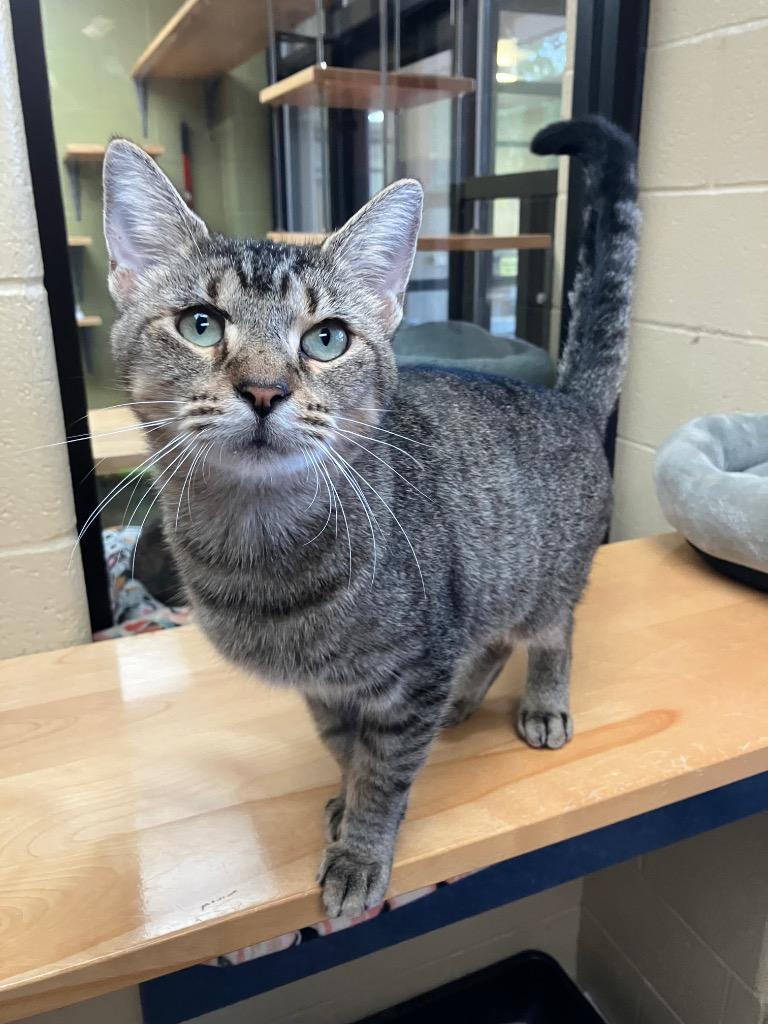 Rose Madder thumbnail 7