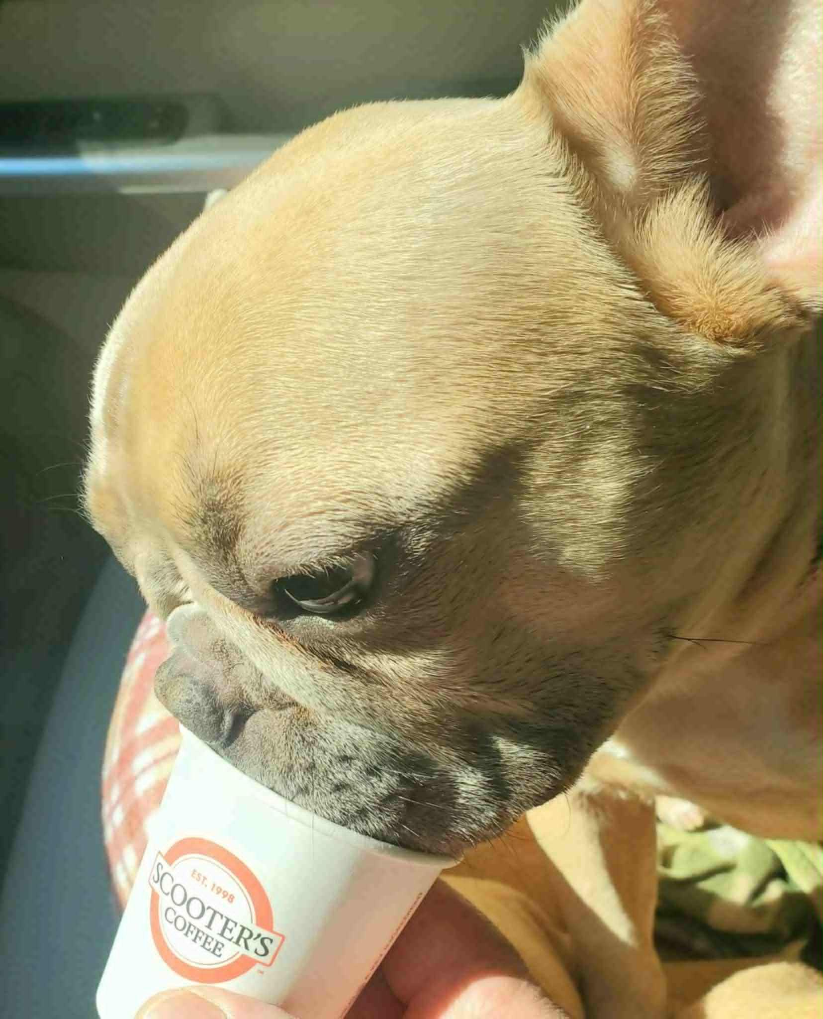 Bijou-Pending Adoption!, Adopted, Young Female French Bulldog.