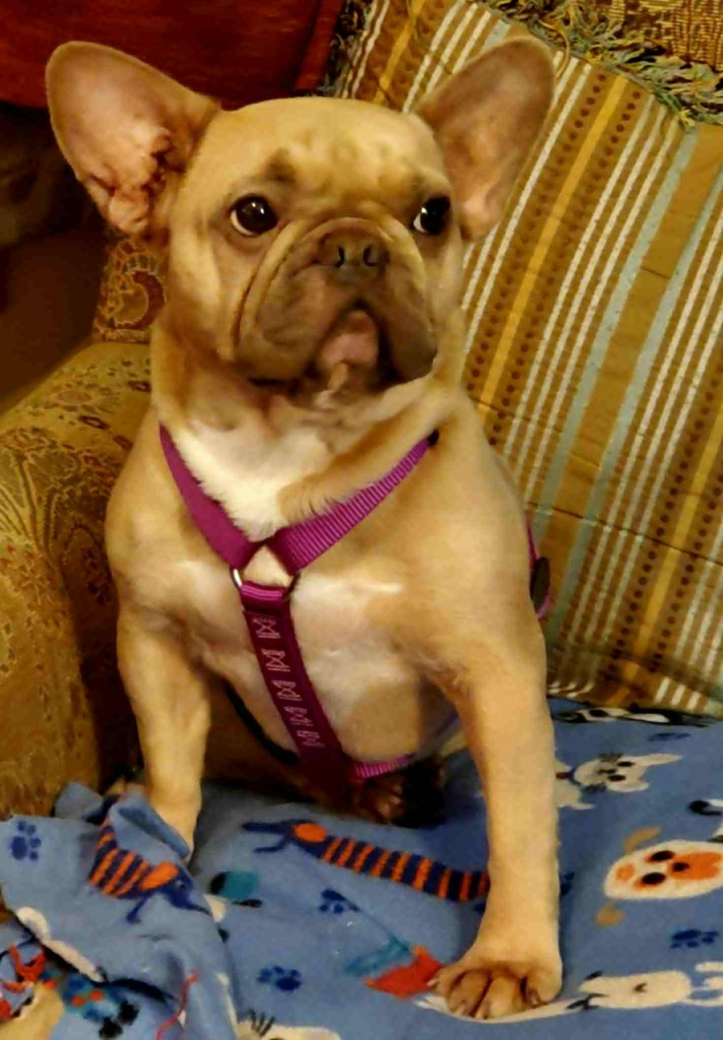 Enlarge Bijou-Pending Adoption!, a Adopted French Bulldog in Omaha, NE image 2/6