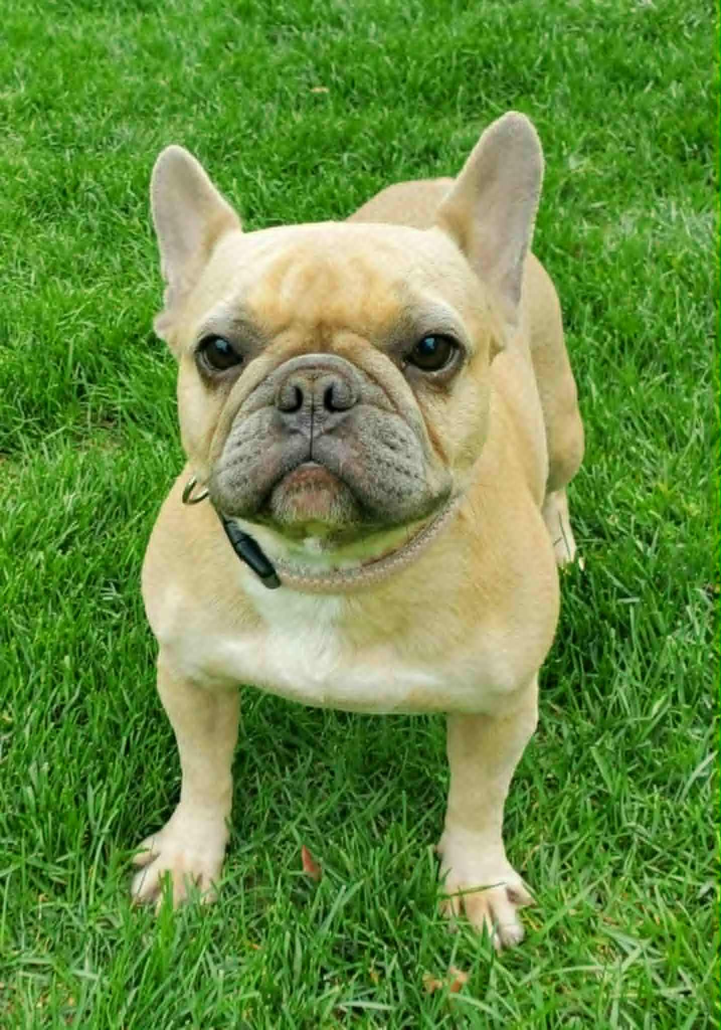 Enlarge Bijou-Pending Adoption!, a Adopted French Bulldog in Omaha, NE image 3/6