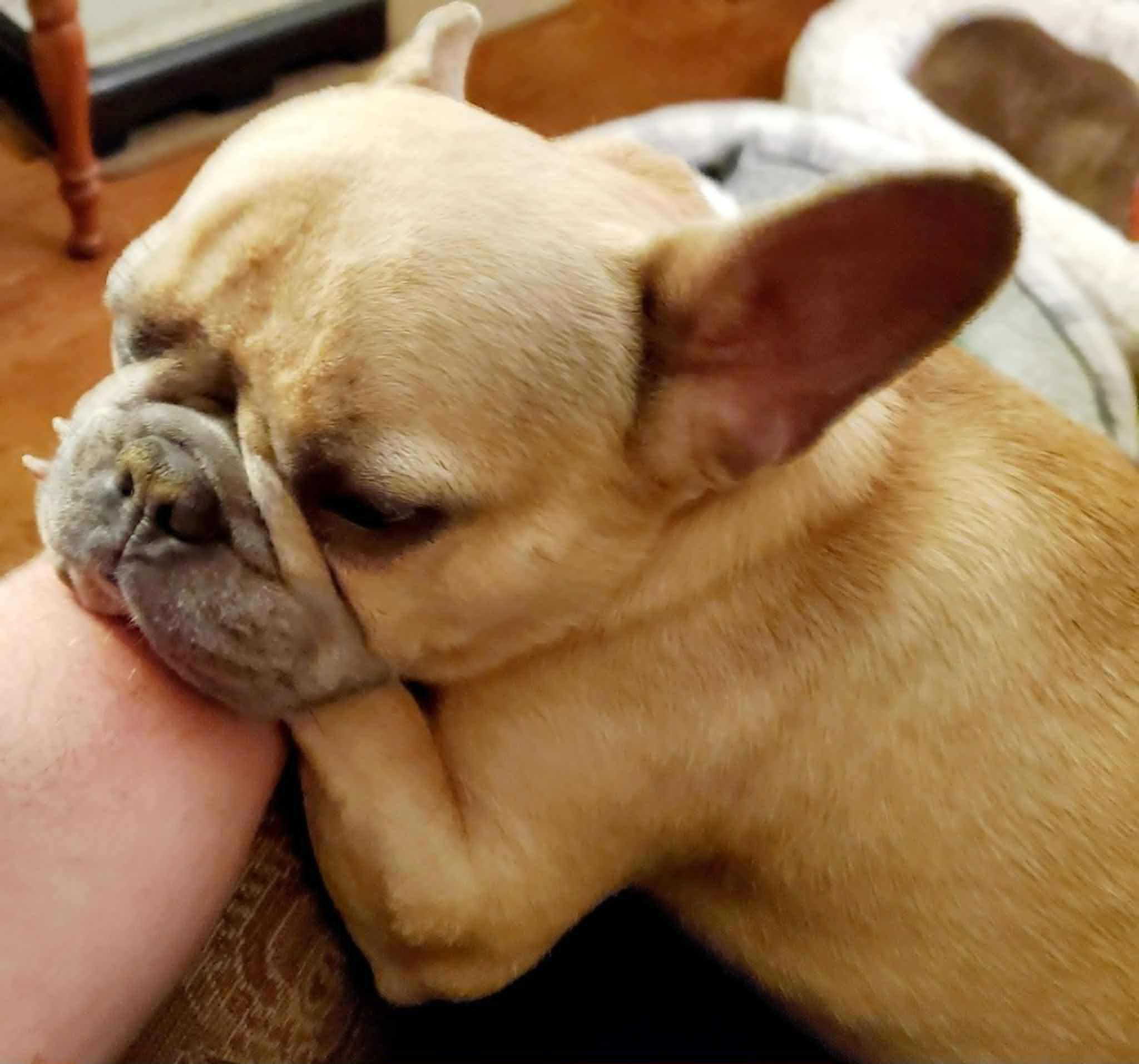 Enlarge Bijou-Pending Adoption!, a Adopted French Bulldog in Omaha, NE image 4/6