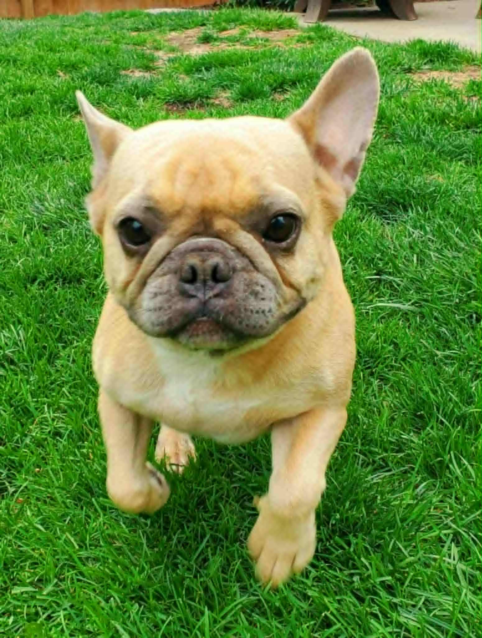 Enlarge Bijou-Pending Adoption!, a Adopted French Bulldog in Omaha, NE image 5/6