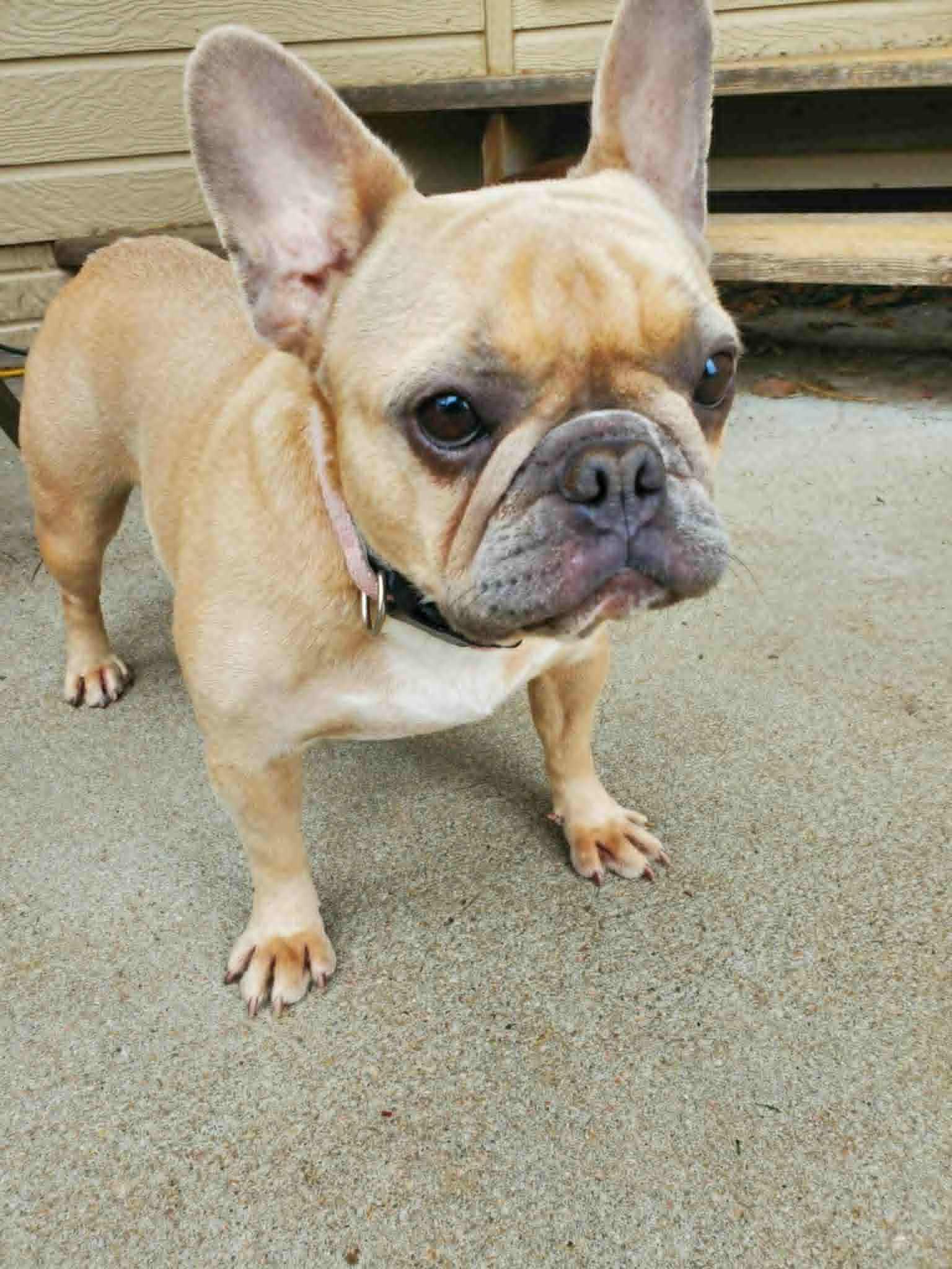 Enlarge Bijou-Pending Adoption!, a Adopted French Bulldog in Omaha, NE image 6/6