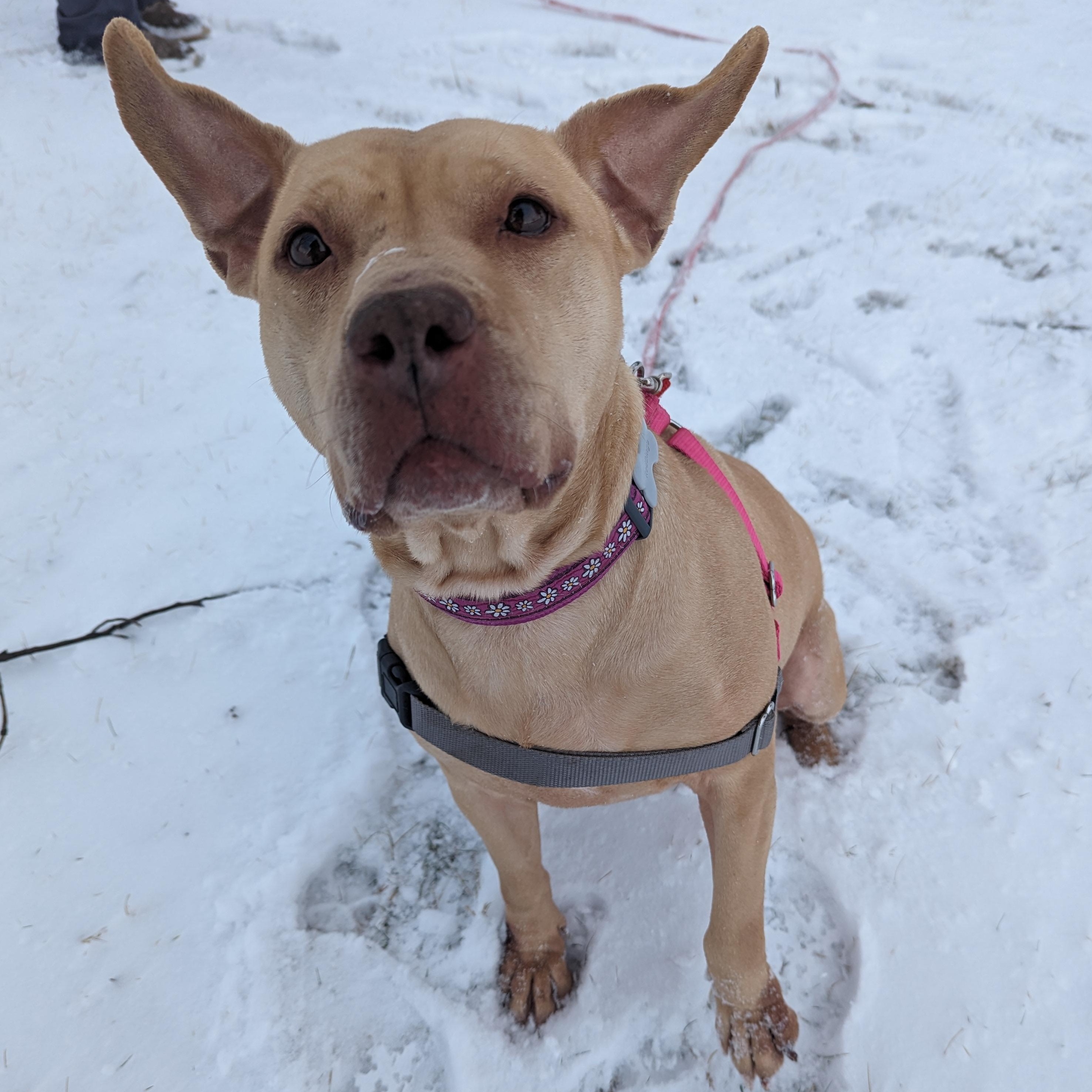 Maggie, Adoptable, Adult Female Pit Bull Terrier & Labrador Retriever.