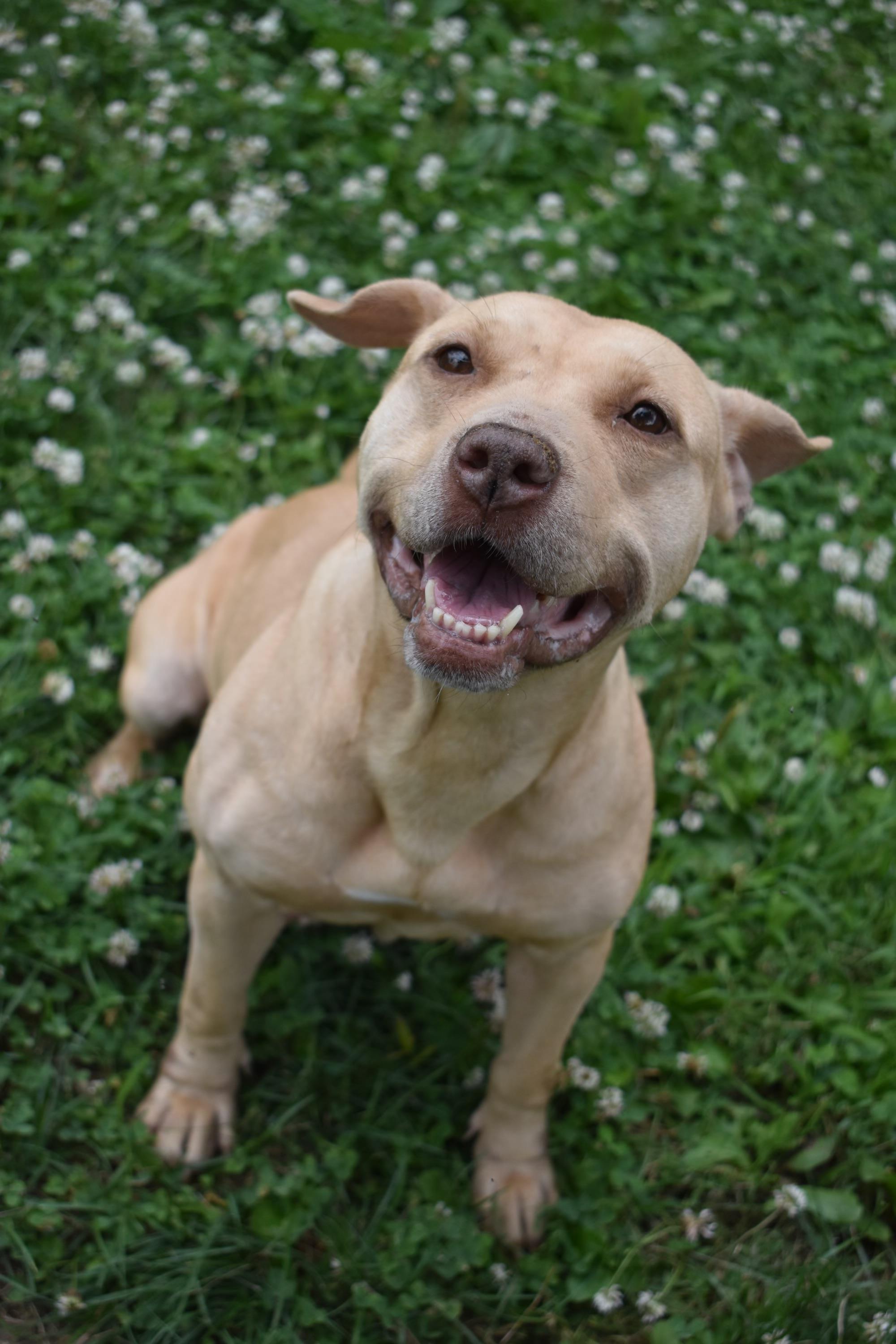Maggie, a Adoptable mixed breed in Valparaiso, IN image 1/7