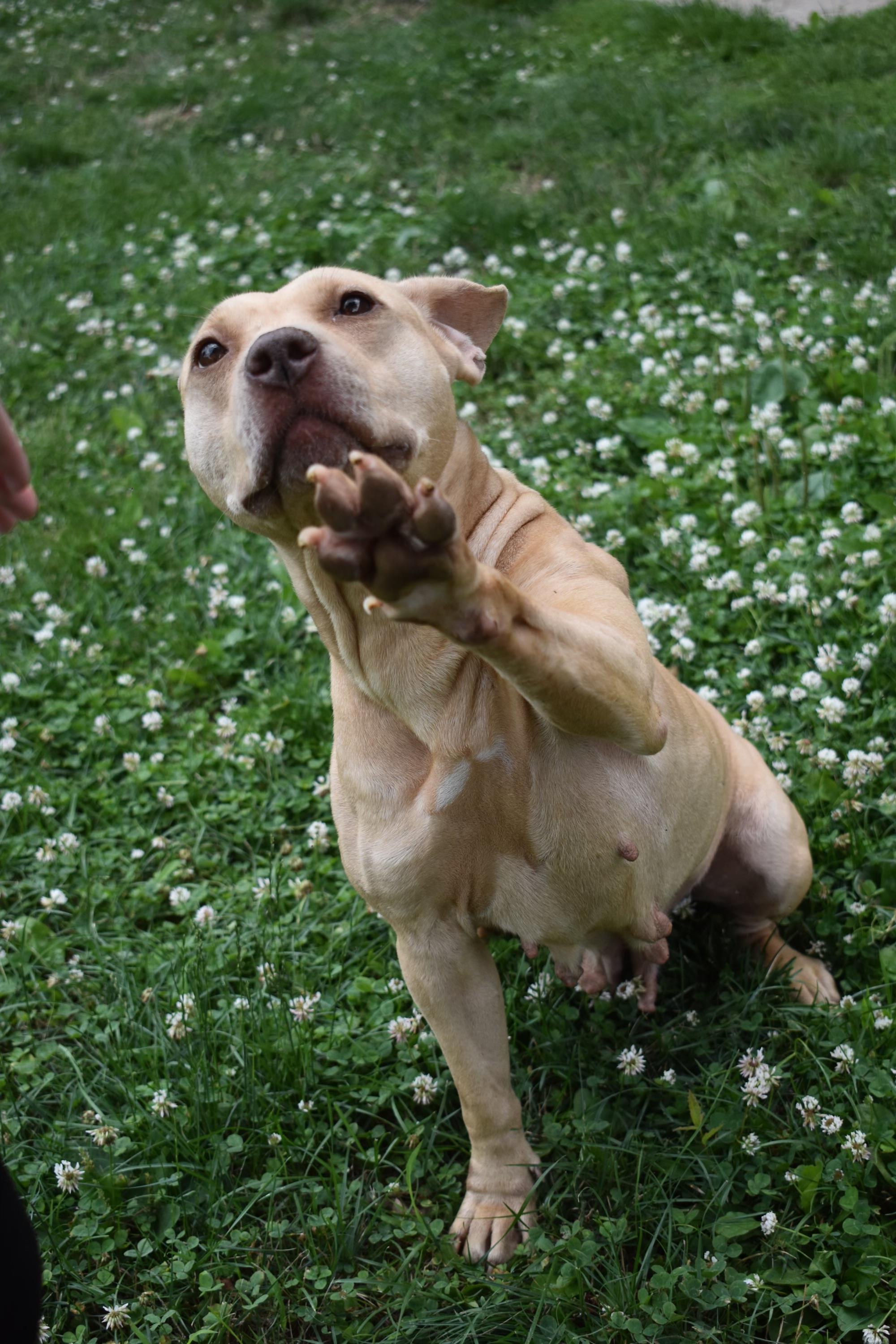Enlarge Maggie, a Adoptable mixed breed in Valparaiso, IN image 7/7