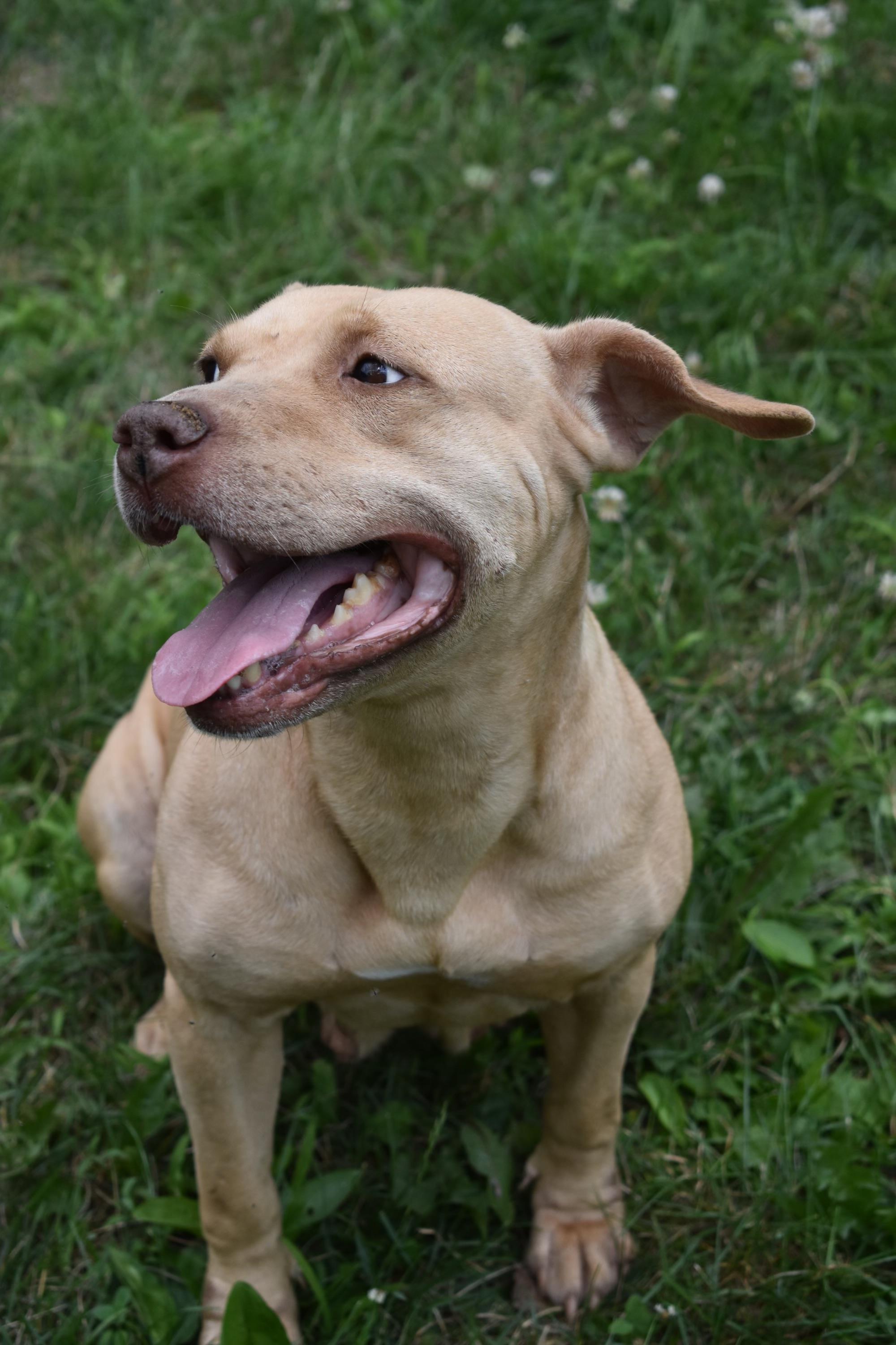Maggie, a Adoptable mixed breed in Valparaiso, IN image 6/7