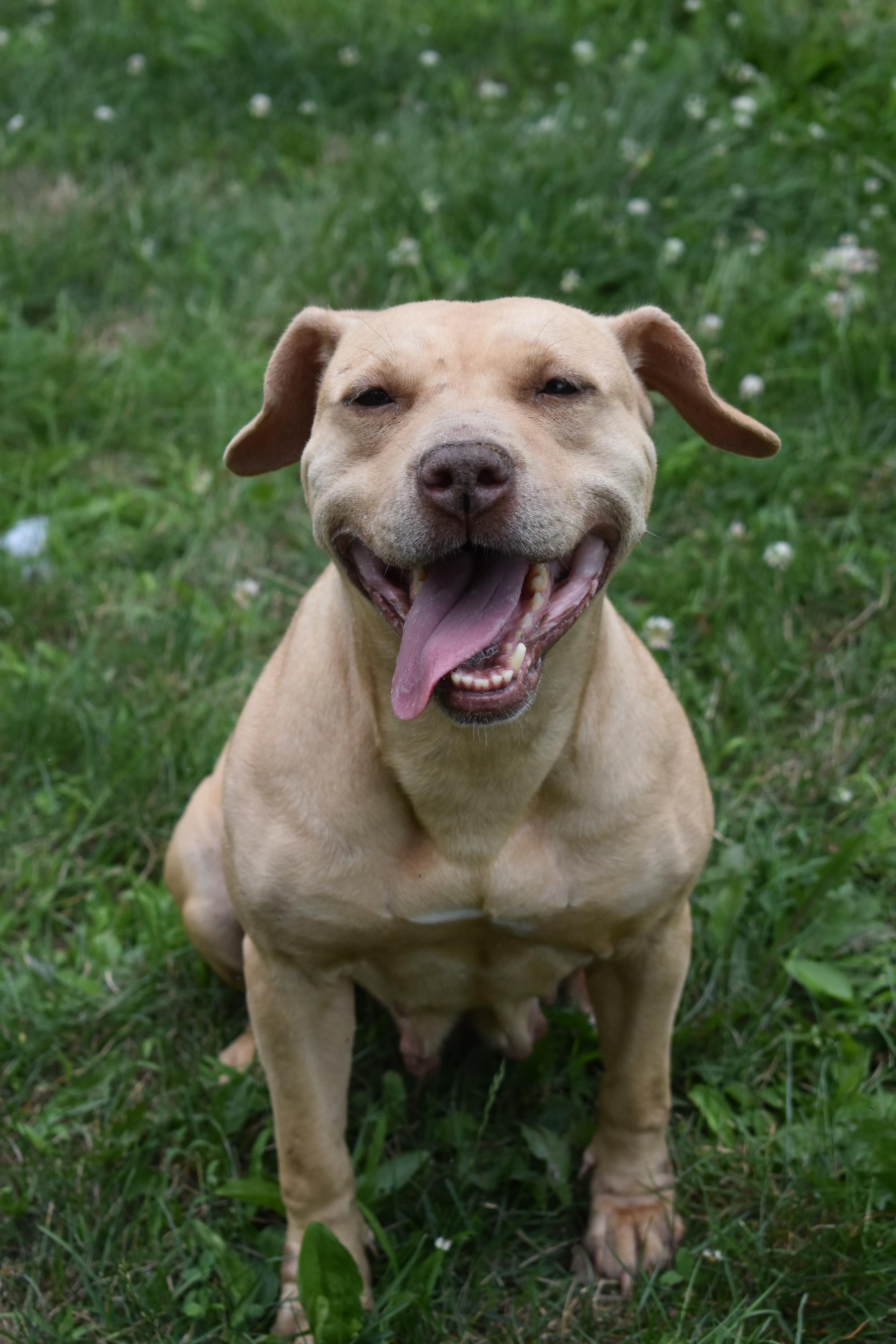 Maggie, a Adoptable mixed breed in Valparaiso, IN image 5/7