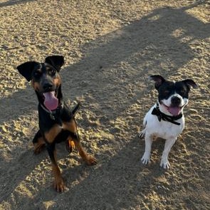 Enlarge Russ, an adopted mixed breed in Agua Dulce, CA image 5/5