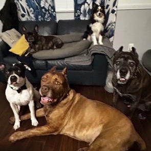 Enlarge Russ, an adopted mixed breed in Agua Dulce, CA image 4/5