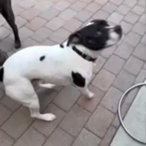 Enlarge Russ, an adopted mixed breed in Agua Dulce, CA image 3/5