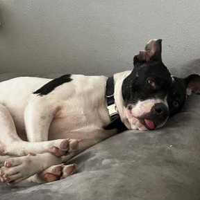 Enlarge Russ, an adopted mixed breed in Agua Dulce, CA image 2/5